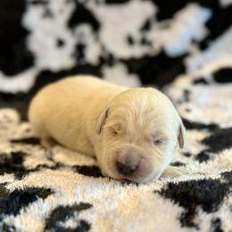Marshall - Light golden male Golden Retriever puppy in Oregon from Bliss Retrievers
