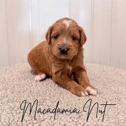 Macadamia nut - Apricot female Goldendoodle puppy in Burleson, Texas from Kendall’s Kennel