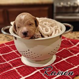 Ramen (Lt Green Collar) - Apricot male Goldendoodle puppy in Guthrie, Oklahoma from Edmond Doodles, LLC