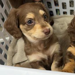 Liberty - Chocolate and cream female Dachshund puppy in Kingston, Oklahoma from Texoma Doxies