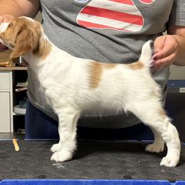 Brittany Puppies from Christmas Acres Brittanys