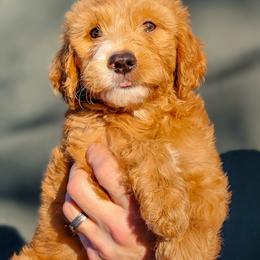 Goldendoodle and Shihpoo Puppies from Stormie's Doodles