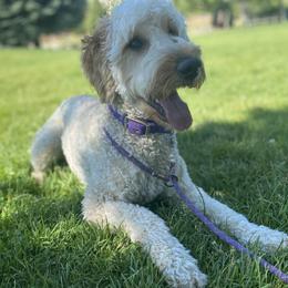 Honey - Labradoodle