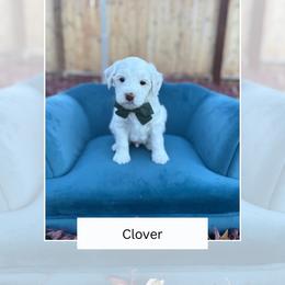Clover - Parti male Goldendoodle puppy in Las Vegas, Nevada from Bridges Goldendoodles