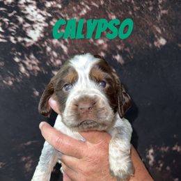 Calypso - Tri-Roan female English Springer Spaniel puppy in Williston, Florida from Parks Paradise Springers
