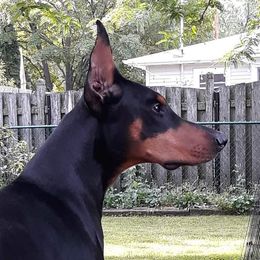 Lach - Doberman Pinscher