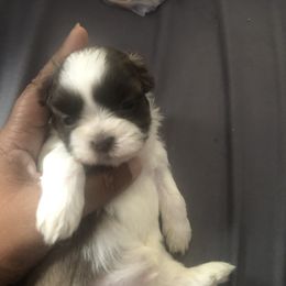 Shih Tzu Puppies from Karla’s Shih Tzus