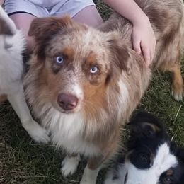 petit - Australian Shepherd