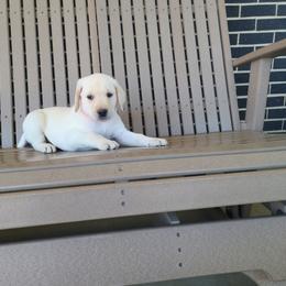 Duke - Yellow male Labrador Retriever puppy in Woodburn, Indiana from Marlene's Labrador Retrievers