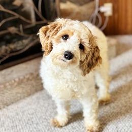 Tonya - Cavapoo