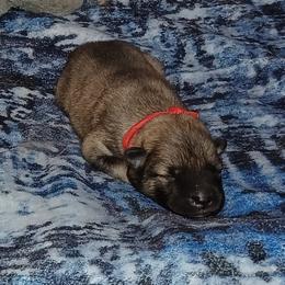 Red Collar - Red male Eurasier puppy in Lakewood, Ohio from Exquisite Eurasier