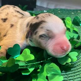 Shay - Blue merle female Australian Shepherd puppy in Marshall, Virginia from Greywood Farm Aussies