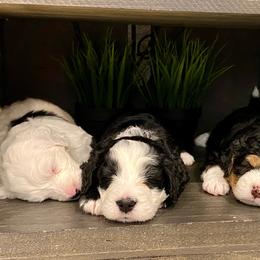 Bernedoodle Puppies from Eastside Paws