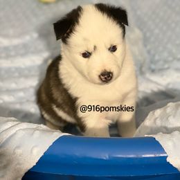 Pomsky Puppies from 916 Pomskies