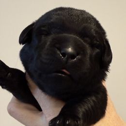 Miss Purple - Black female Labrador Retriever puppy in Clinton, Tennessee from Summer Rose