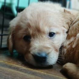 Purple - Dark golden female Golden Retriever puppy in Sumterville, Florida from Hope Service Dogs, Inc