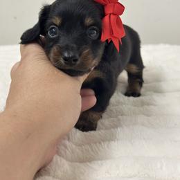 Lyra- Black tan female long hair - Black and tan female Dachshund puppy in Lakeland, Florida from Elite Doxies Florida