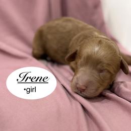 Irene - Red  female Goldendoodle puppy in Jackson, Mississippi from T.M. Poodles & Doodles
