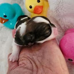 Cayenne - Silver gold and white female Shih Tzu puppy in Fallon, Nevada from Grandma Ts Precious Puppies