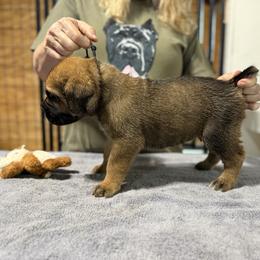 Fawn Black - Fawn male Cane Corso puppy in Paris, Texas from Knucklehead Cane Corso