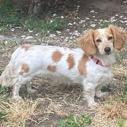 Lilly - Dachshund