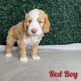 Boy 2 - Red male Bernedoodle puppy in Modesto, California from Two Doods Doodles