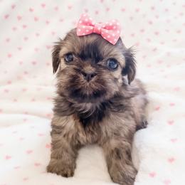 Girl 4 - Brindle female Shih Tzu puppy in Burlington, North Carolina from Nancy’s Lil’Shih Tzus