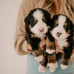 Bernese Mountain Dogs from Swiss Mountain Bernese