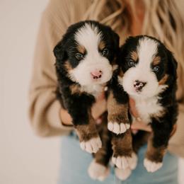Bernese Mountain Dogs from Swiss Mountain Bernese