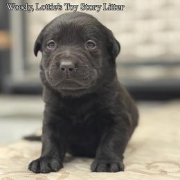 Woody - Black male Labrador Retriever puppy in Owosso, Michigan from Bennington Retrievers