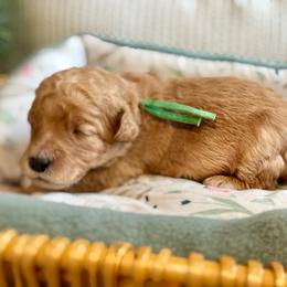 Green - Red  male Goldendoodle puppy in Hesperia, Michigan from Red Acres Poodles & Doodles