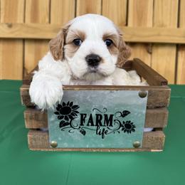 Charlie - Red and white male Cockapoo puppy in Connersville, Indiana from MoonShine Babies