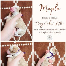 Maple - female Australian Mountain Doodle puppy in Grand Rapids, Michigan from The Kindred K9