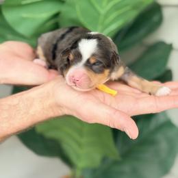 Yellow - Blue merle male Bernedoodle puppy in Charleston, South Carolina from Palm Belle Doodles
