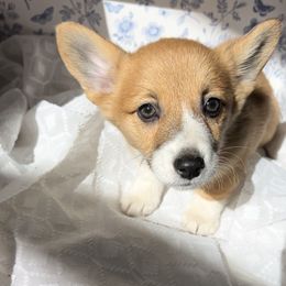Girl 2 - Pembroke Welsh Corgi puppy from Corgi Farms