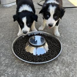 Border Collie Puppies from Roaring River Border Collies