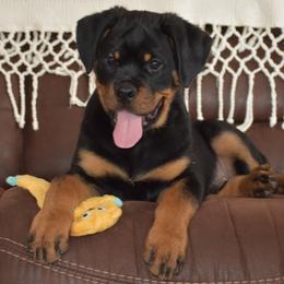 Dexter - Black and mahogany male Rottweiler puppy in Catawissa, Pennsylvania from Sharp Ridge Rottweilers