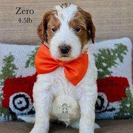 Zero - Parti male Goldendoodle puppy in Comanche, Texas from Central Texas Doodles, LLC.