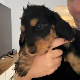 Akc Dory - Black and tan female Dachshund puppy in Erie, Michigan from Champagne’s Grinch Toe’d Dachshunds