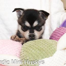 Yogi - Black and white male Alaskan Klee Kai puppy in Klamath Falls, Oregon from Nordic Mini Huskys