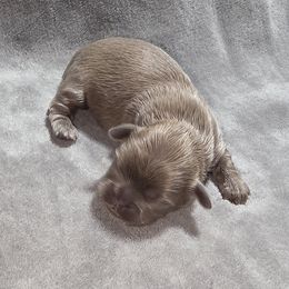 Landen - Lilac male Shih Tzu puppy in Delphos, Ohio from Route 66 Poodles & Doodles, Sapphire Shih-tzu's of Ohio