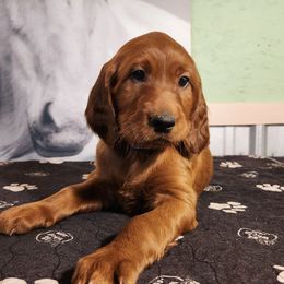 Purple collar - Mahogany female Irish Setter puppy in Baileyville, Maine from Down East Setters and Labs