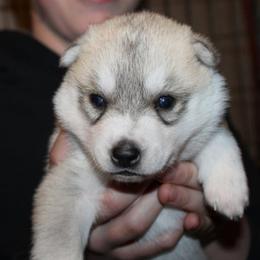 Scyther - Gray and white male Siberian Husky puppy in Le Sueur, Minnesota from Tevana Siberians LLC