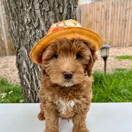 Orange Boy - Red  male Goldendoodle puppy in Greeley, Colorado from Millie Billie Doodles