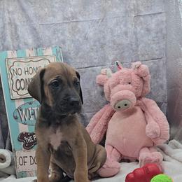 Lock - Fawn female Great Dane puppy in Caldwell, Idaho from Miner's Dynamic Danes