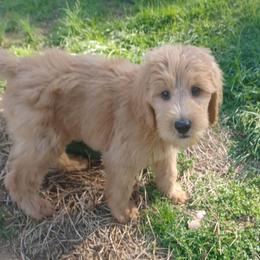 Eddie - Apricot male Goldendoodle puppy in Georgetown, Tennessee from Georgetown Designer & Purebred Puppies