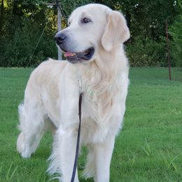 Maverick - Golden Retriever