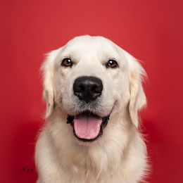 North - Golden Retriever