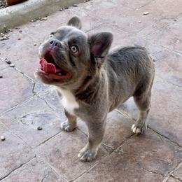 Miss Flurry - Blue female French Bulldog puppy in Las Vegas, Nevada from Let it Ride Bulldogs