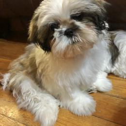 Shih Tzu Puppies from Willow Lane Shih Tzus